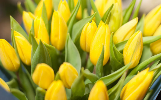 Тюльпаны | Цветы — символы красоты и изысканности