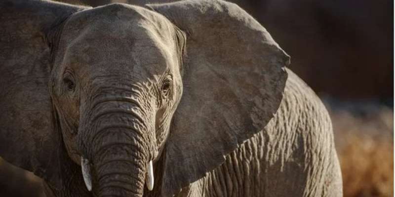 Бідні тварини. Дослідники розкрили причину масової смерті африканських слонів
