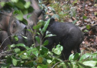 Крихітний і поки що без рога. На Суматрі народилося дитинча рідкісного носорога