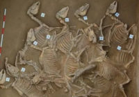 Культи минулого. У Китаї знайшли жертовну яму з останками 120 коней