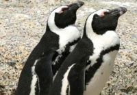 Не тільки краса, а й користь. Учені з’ясували, навіщо пінгвінам забарвлення у вигляді смокінга