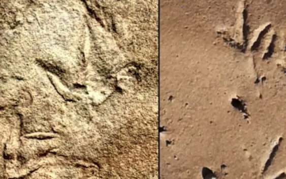 Учені знайшли стародавні пташині сліди. Щоправда, вони старші за найперших птахів на мільйони років