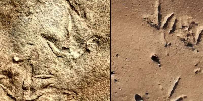 Учені знайшли стародавні пташині сліди. Щоправда, вони старші за найперших птахів на мільйони років