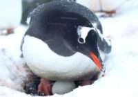 Зустрічайте. Антарктичні пінгвіни знесли перші в цьому сезоні яйця — фото