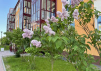 Зелёный район: что и как растет во дворах новостроек в Пушкине