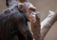 Панівні висоти. Вчені розкрили дивовижну особливість поведінки шимпанзе